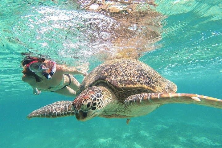 Tulum to Akumal: Cenote Swim and Turtle Snorkel Full-Day Tour photo 1