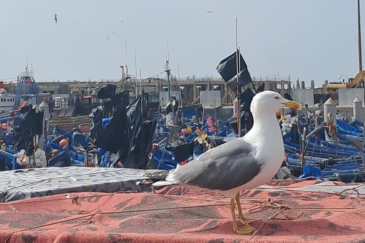 Marrakech to Essaouira Day Trip: Argan Plains & Atlantic Port