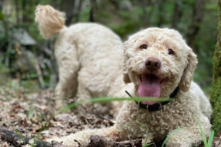 Velebit Truffle Hunt with Trained Dogs and Brunch photo 2