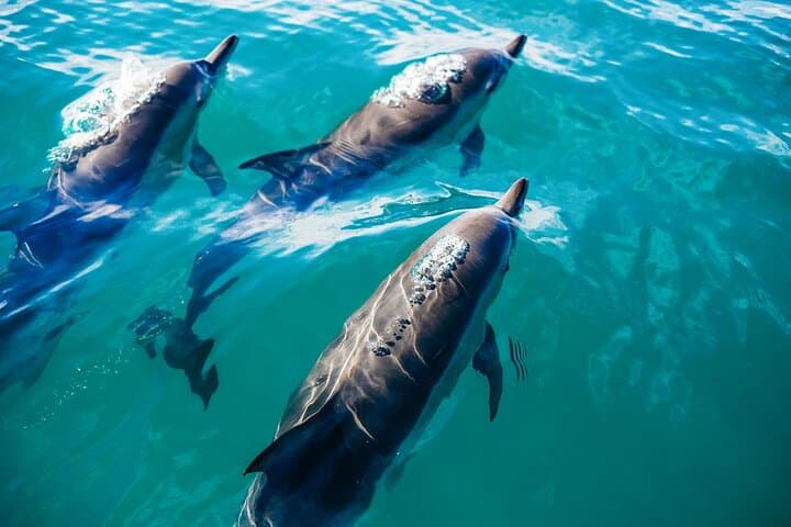 Key West Dolphin-Watching Cruise & Reef Snorkel with Unlimited Beer