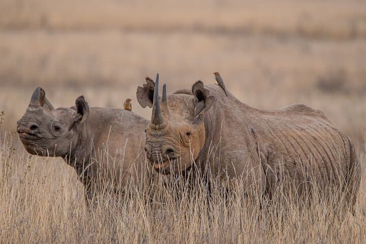 Explore Nairobi National Park: A Unique Safari Experience in Kenya’s Urban Wilderness