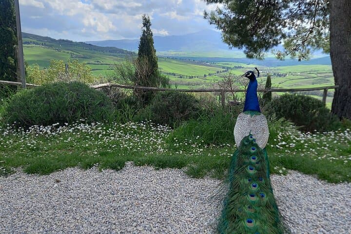 E-Bike Val d'Orcia Pienza Pecorino Cheese Tasting photo 6