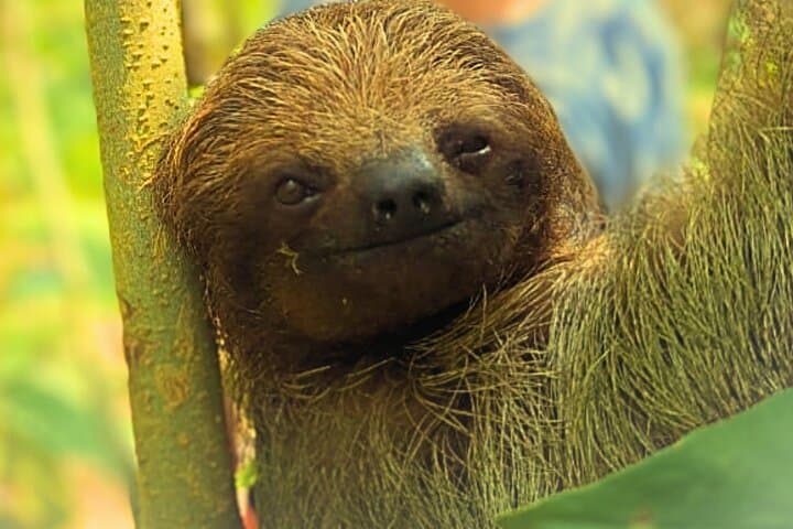 Rio Celeste Expedition: Waterfall Hike, Sloth Viewing & Coffee Culture in Tenorio photo 2