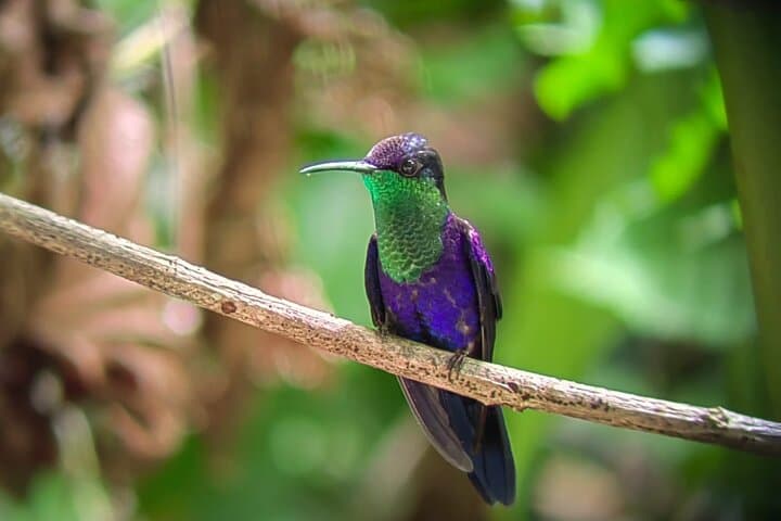 Manuel Antonio Guided Wildlife Walk: 2-Hour Naturalist Tour with Beach Access photo 5