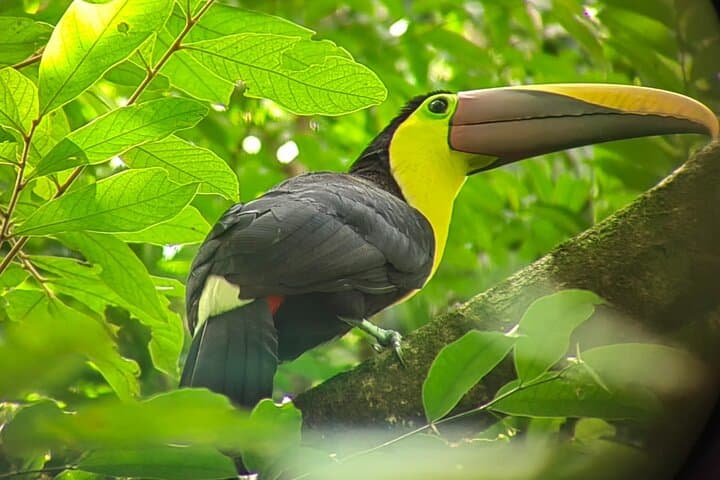 Manuel Antonio National Park Guided Wildlife Tour — See Monkeys & Sloths in Quepos photo 2