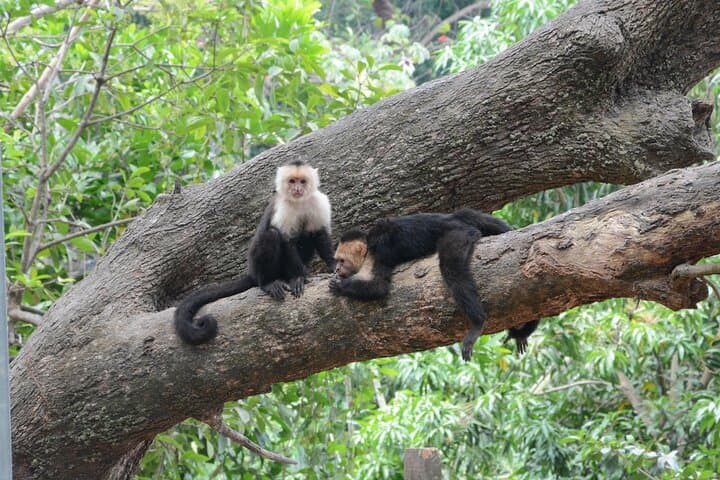 Private Roatán Eco Tour: Sloths, Monkeys & Chocolate Tasting photo 3