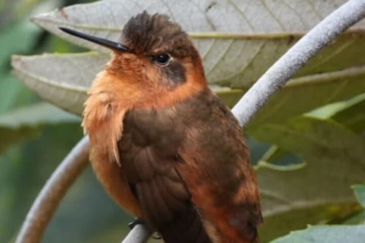 Antisana Condor Sanctuary: Day Trip from Quito to See Condors & Hummingbirds photo 4
