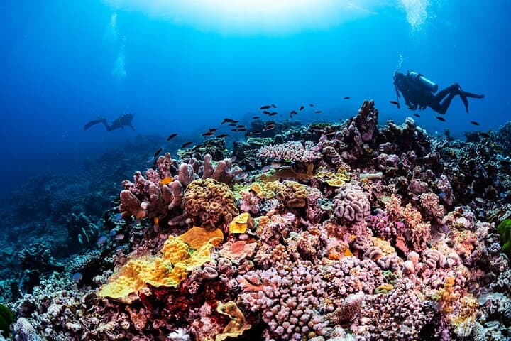 Southern Great Barrier Reef Scuba Day Trip from Agnes Water (1770) photo 3