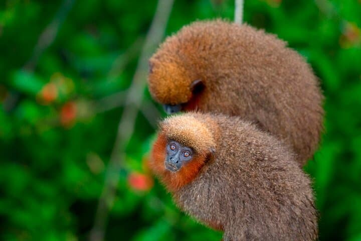 3-Day Sandoval Lake Amazon Wildlife Trip from Puerto Maldonado photo 6