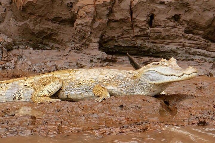 3-Day Sandoval Lake Amazon Wildlife Trip from Puerto Maldonado photo 3