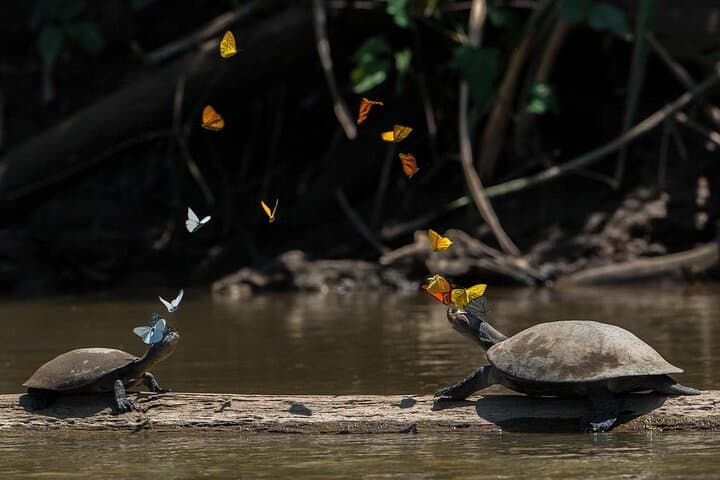 2-Day Sandoval Lake Lodge: Amazon Canoe & Wildlife Experience from Puerto Maldonado photo 3