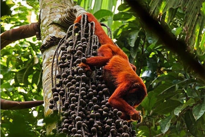 2-Day Sandoval Lake Lodge: Amazon Canoe & Wildlife Experience from Puerto Maldonado photo 4
