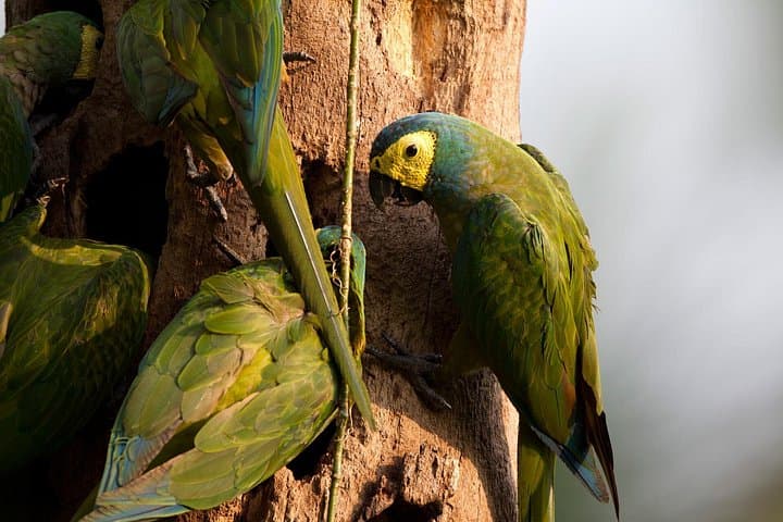 2-Day Sandoval Lake Lodge: Amazon Canoe & Wildlife Experience from Puerto Maldonado photo 5