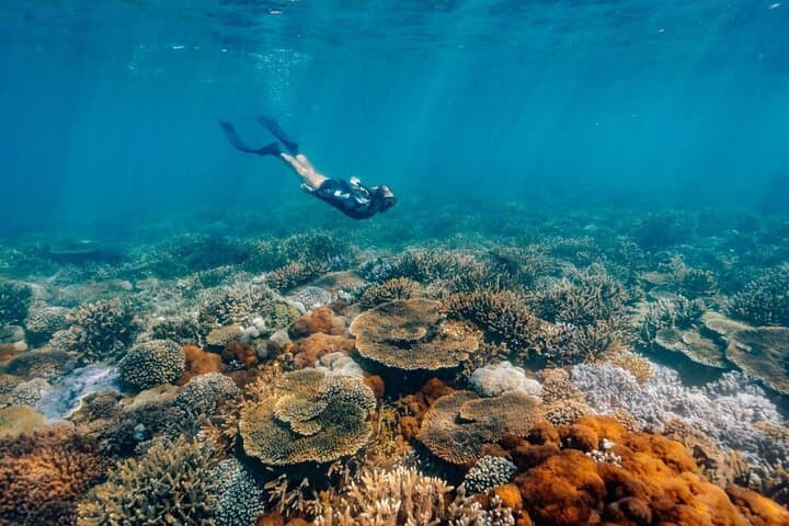 kraken-keppel-island-snorkelling-day-trip-from-yeppoon photo 6
