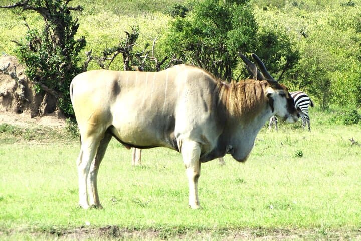 Best of Kenya Safari: Masai Mara, Lake Nakuru & Amboseli — 6-Day Itinerary photo 3