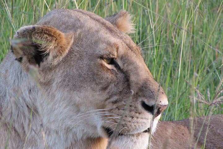 Best of Kenya Safari: Masai Mara, Lake Nakuru & Amboseli — 6-Day Itinerary
