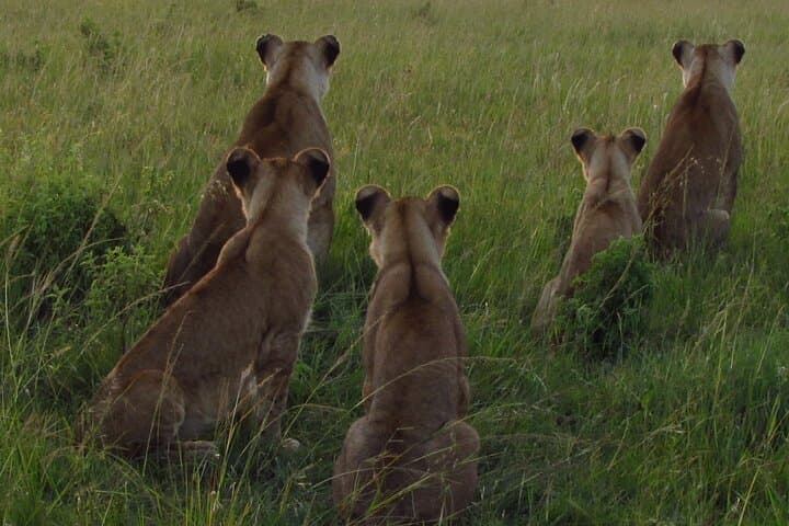 Best of Kenya Safari: Masai Mara, Lake Nakuru & Amboseli — 6-Day Itinerary photo 4