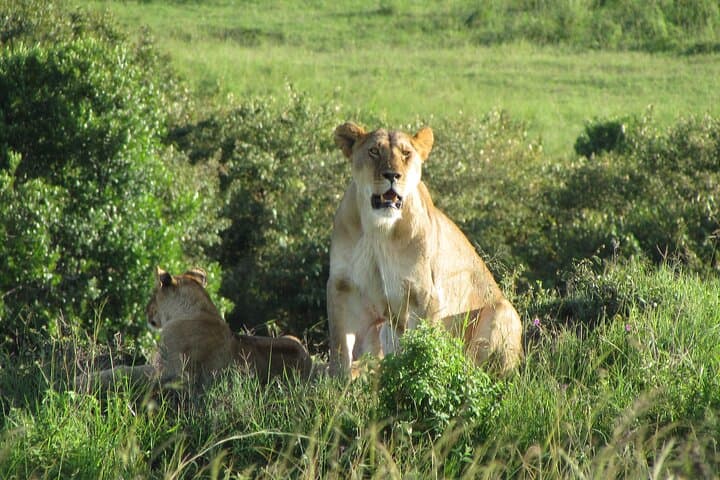 Best of Kenya Safari: Masai Mara, Lake Nakuru & Amboseli — 6-Day Itinerary photo 5