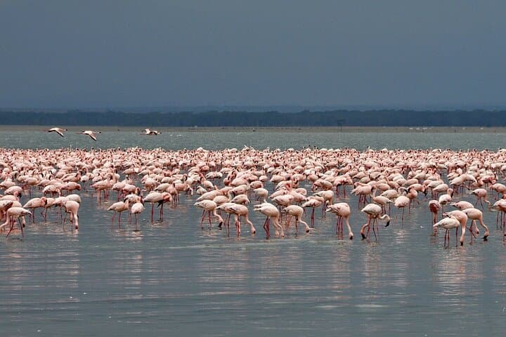3-Day Rift Valley Safari: Lake Nakuru, Bogoria & Naivasha from Nairobi photo 5