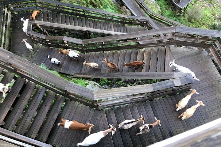 Paiva Walkways & 516 Arouca Bridge: Trek the Arouca Geopark's Cliffside Walkways photo 2