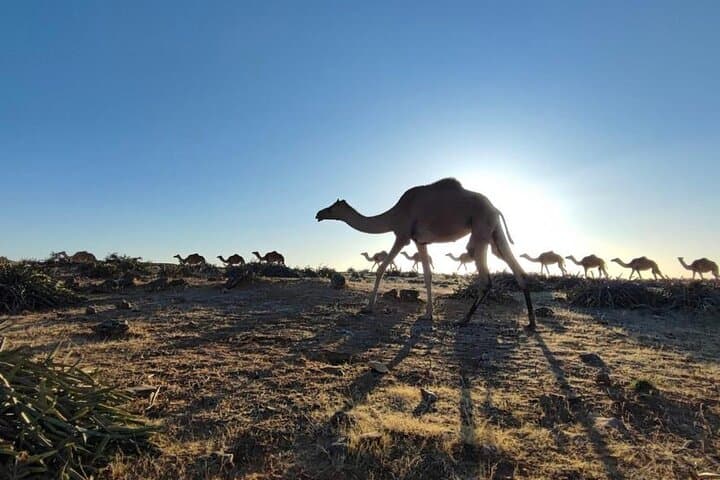 Khareef Salalah: Full-Day Mountains and Wadi Darbat Waterfalls Tour photo 3