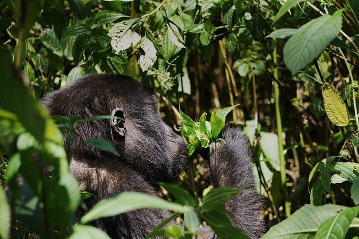 Bwindi Mountain Gorilla Trekking: 3-Day Rushaga Gorilla Expedition in Uganda photo 2