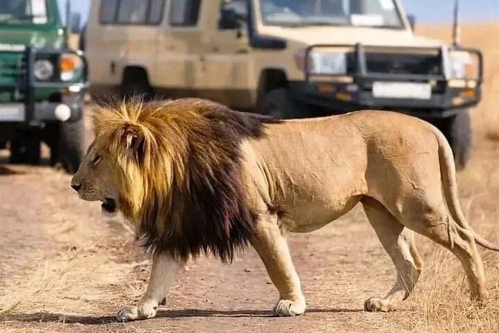 Day Trip Safari to Mikumi National Park — Full-Day Game Drive from Zanzibar