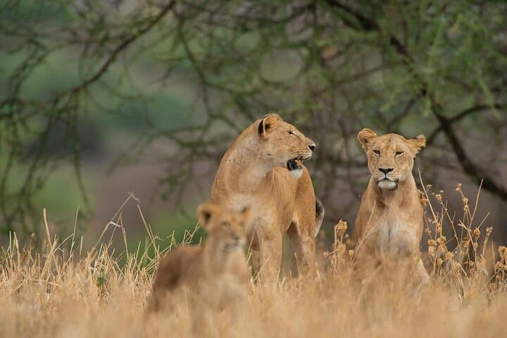 Day Trip Safari to Mikumi National Park — Full-Day Game Drive from Zanzibar photo 2