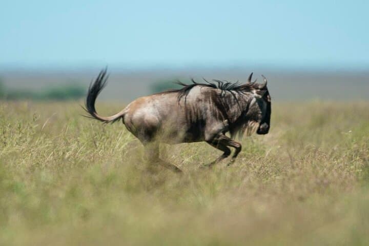 Day Trip Safari to Mikumi National Park — Full-Day Game Drive from Zanzibar photo 3
