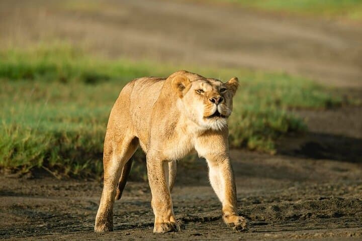 Day Trip Safari to Mikumi National Park — Full-Day Game Drive from Zanzibar photo 4