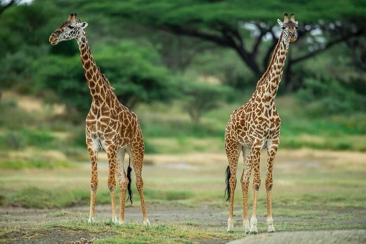 Day Trip Safari to Mikumi National Park — Full-Day Game Drive from Zanzibar photo 5