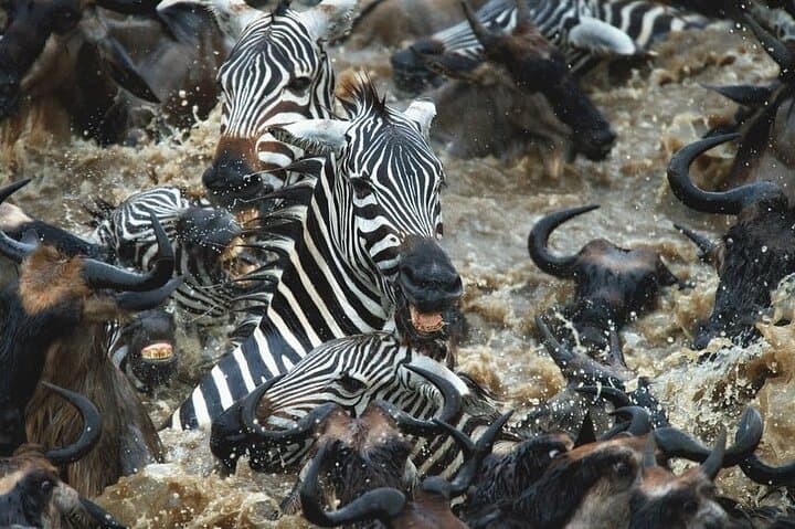 Day Trip Safari to Mikumi National Park — Full-Day Game Drive from Zanzibar photo 6