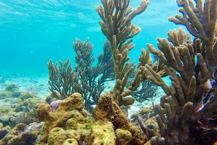 Glass-Bottom Boat to Nylon Pool: Buccoo Reef Snorkel & Sandbank Cruise photo 3