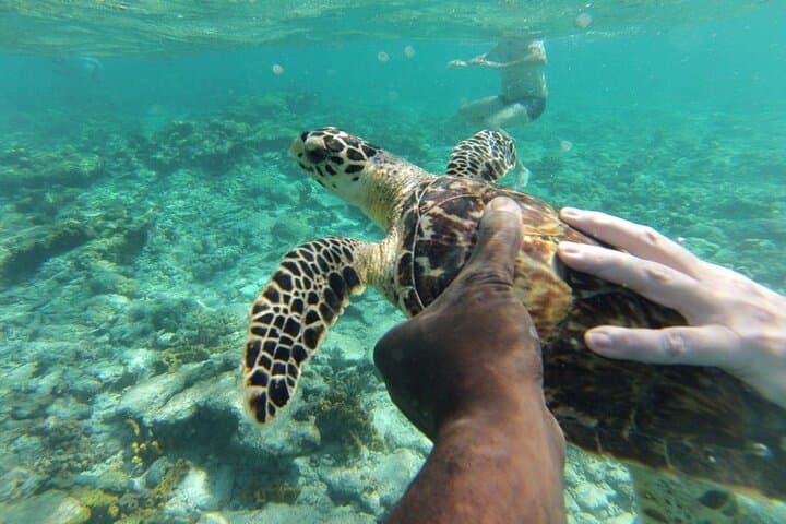 Glass-Bottom Boat to Nylon Pool: Buccoo Reef Snorkel & Sandbank Cruise photo 4