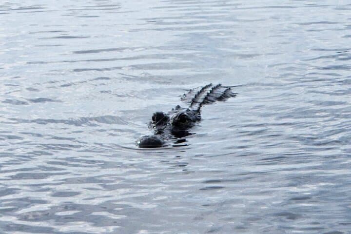 Everglades Airboat Tour from Miami — Alligators, Wildlife & Roundtrip Bus Transfer photo 3