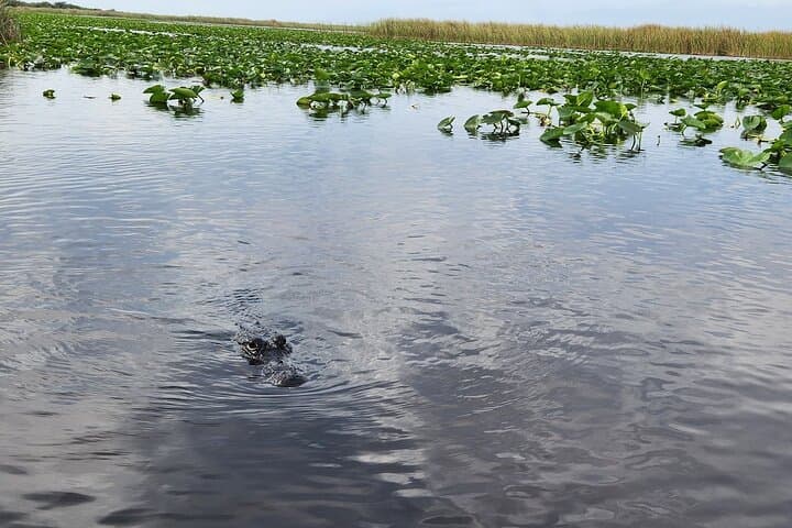Everglades Airboat Tour from Miami — Alligators, Wildlife & Roundtrip Bus Transfer photo 6