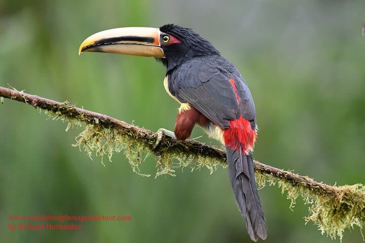 Mindo 2-Day Private Bird Photography Tour with Richard Hernandez