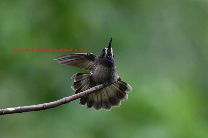 Mindo 2-Day Private Bird Photography Tour with Richard Hernandez photo 2