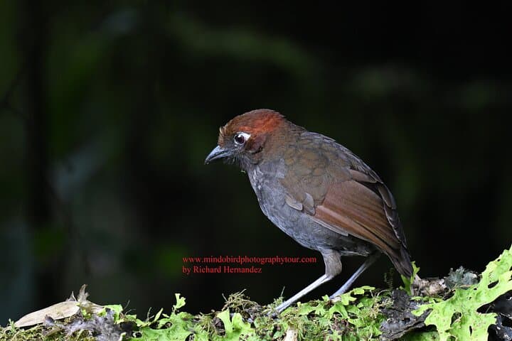 Mindo 2-Day Private Bird Photography Tour with Richard Hernandez photo 3