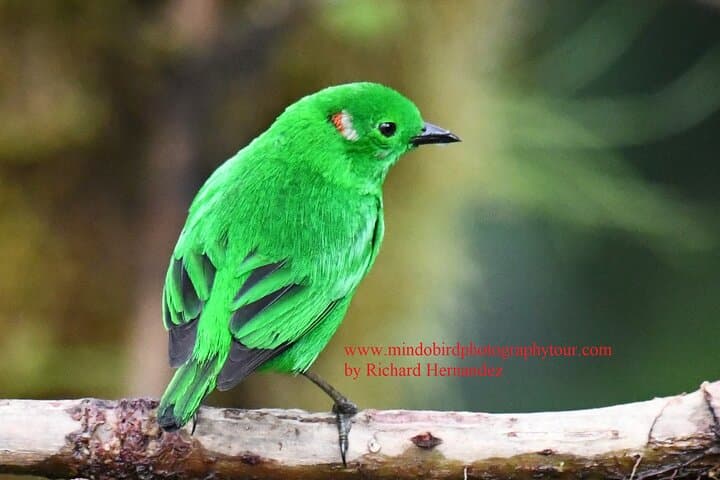 Mindo 2-Day Private Bird Photography Tour with Richard Hernandez photo 4