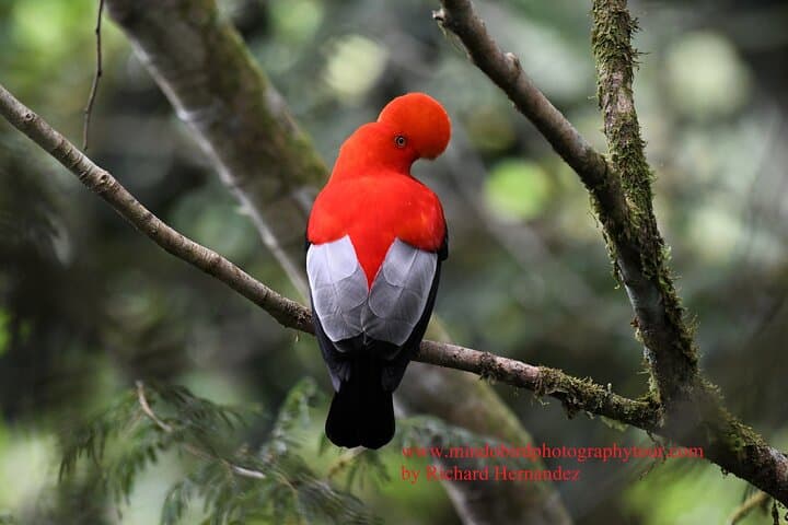 Mindo 2-Day Private Bird Photography Tour with Richard Hernandez photo 5