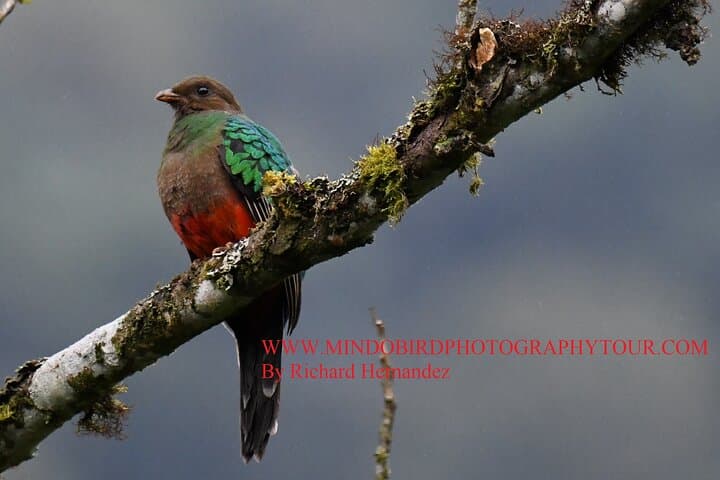 Mindo 2-Day Private Bird Photography Tour with Richard Hernandez photo 6