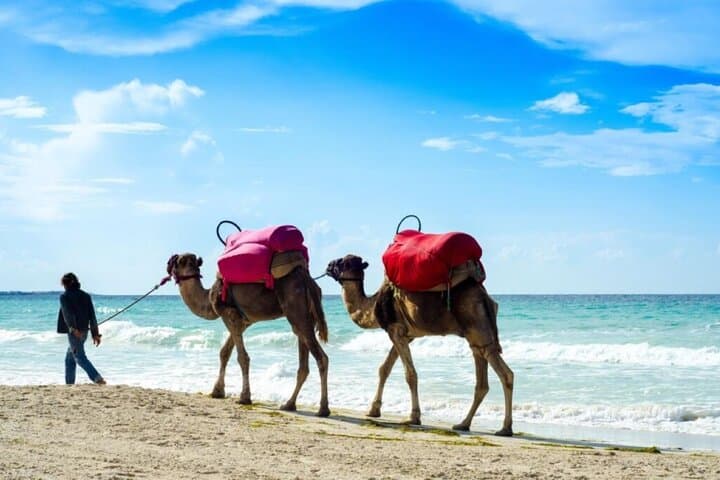 Carthage & Sidi Bou Said: Full-Day Camel Ride and Ruins Tour from Tunis photo 4
