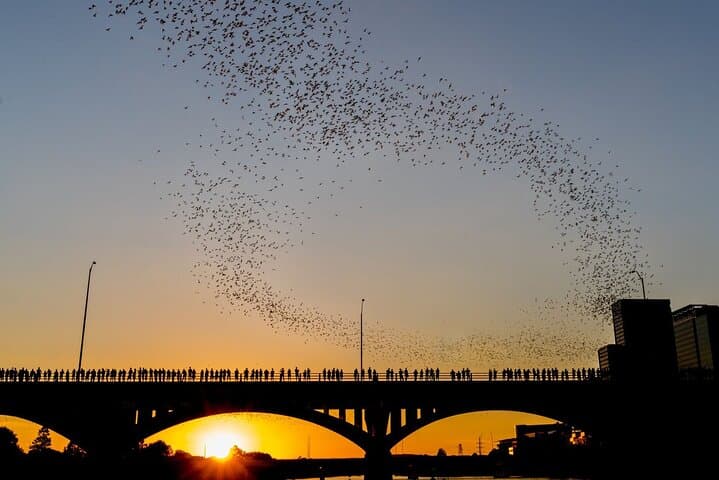 Kayak the Congress Bridge Bat Flight on Lady Bird Lake photo 2