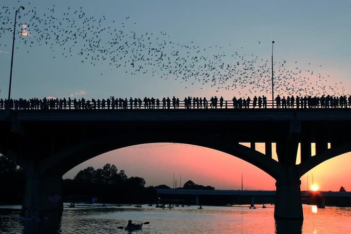 Kayak the Congress Bridge Bat Flight on Lady Bird Lake photo 3