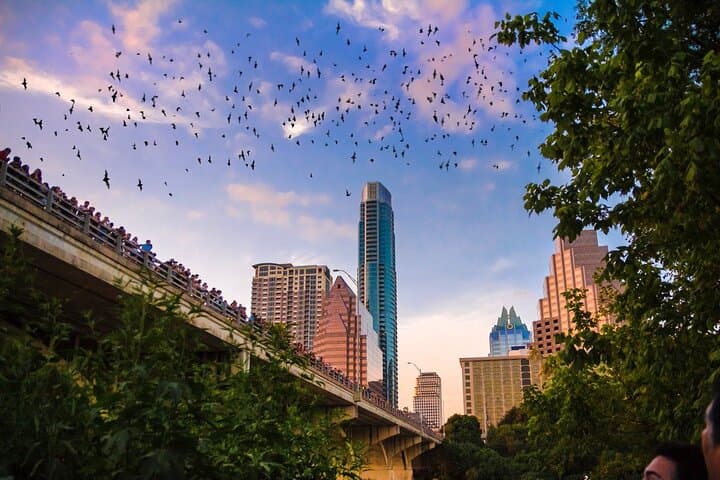 Kayak the Congress Bridge Bat Flight on Lady Bird Lake photo 5