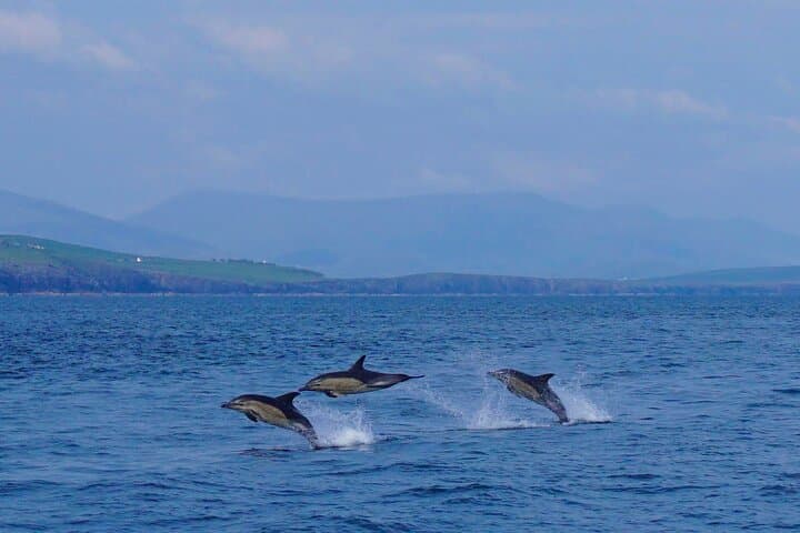 Dingle Bay Dolphin Discovery: 2‑Hour Eco Tour in Ireland's Marine National Park photo 3