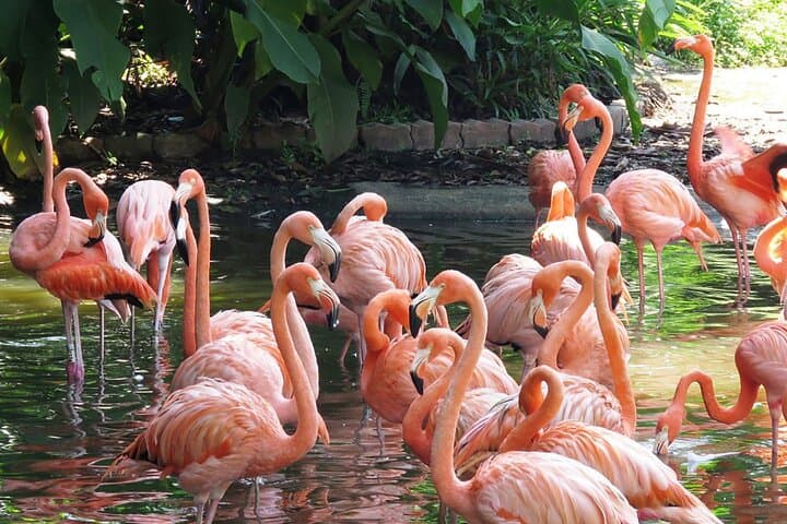 Parque das Aves VIP: Guided Bird Sanctuary Tour Next to Iguaçu Falls photo 5