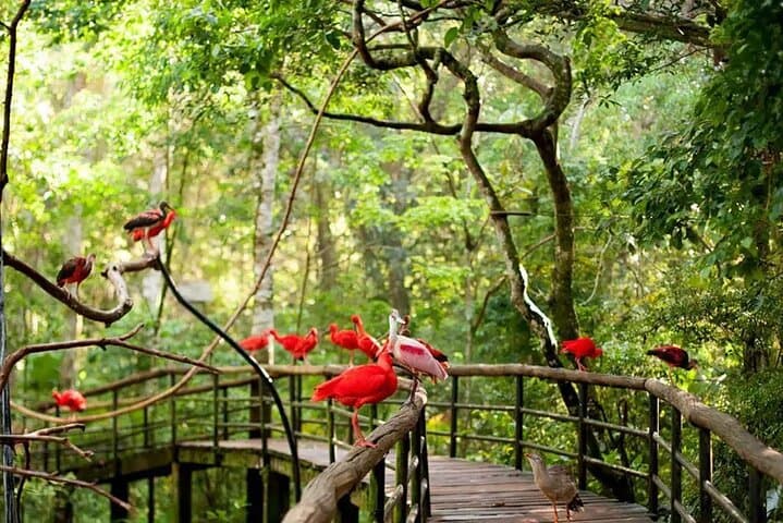 VIP Guided Tour at Parque das Aves — Foz do Iguaçu Bird Park Experience photo 3