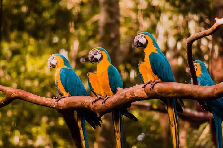 VIP Guided Tour at Parque das Aves — Foz do Iguaçu Bird Park Experience